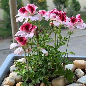 Photo of the plant species Ivy Geranium by @PersuasiveIvy95 named Planty on Greg, the plant care app