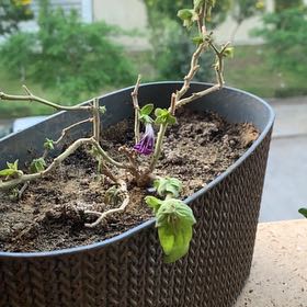 Photo of the plant species Petunia 'Cascadia' by @PersuasiveIvy95 named Athena on Greg, the plant care app