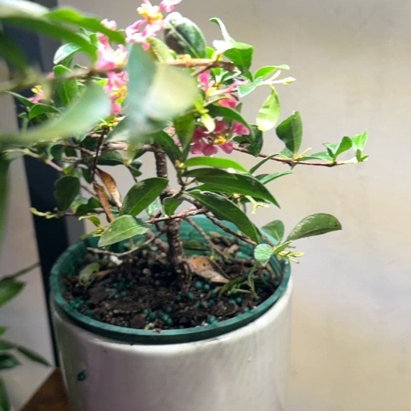 Photo of the plant species Barbados Cherry by @NewBlinks86 named James Dean on Greg, the plant care app