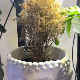 Photo of the plant species European Tree by @NewBlinks86 named Rihanna on Greg, the plant care app