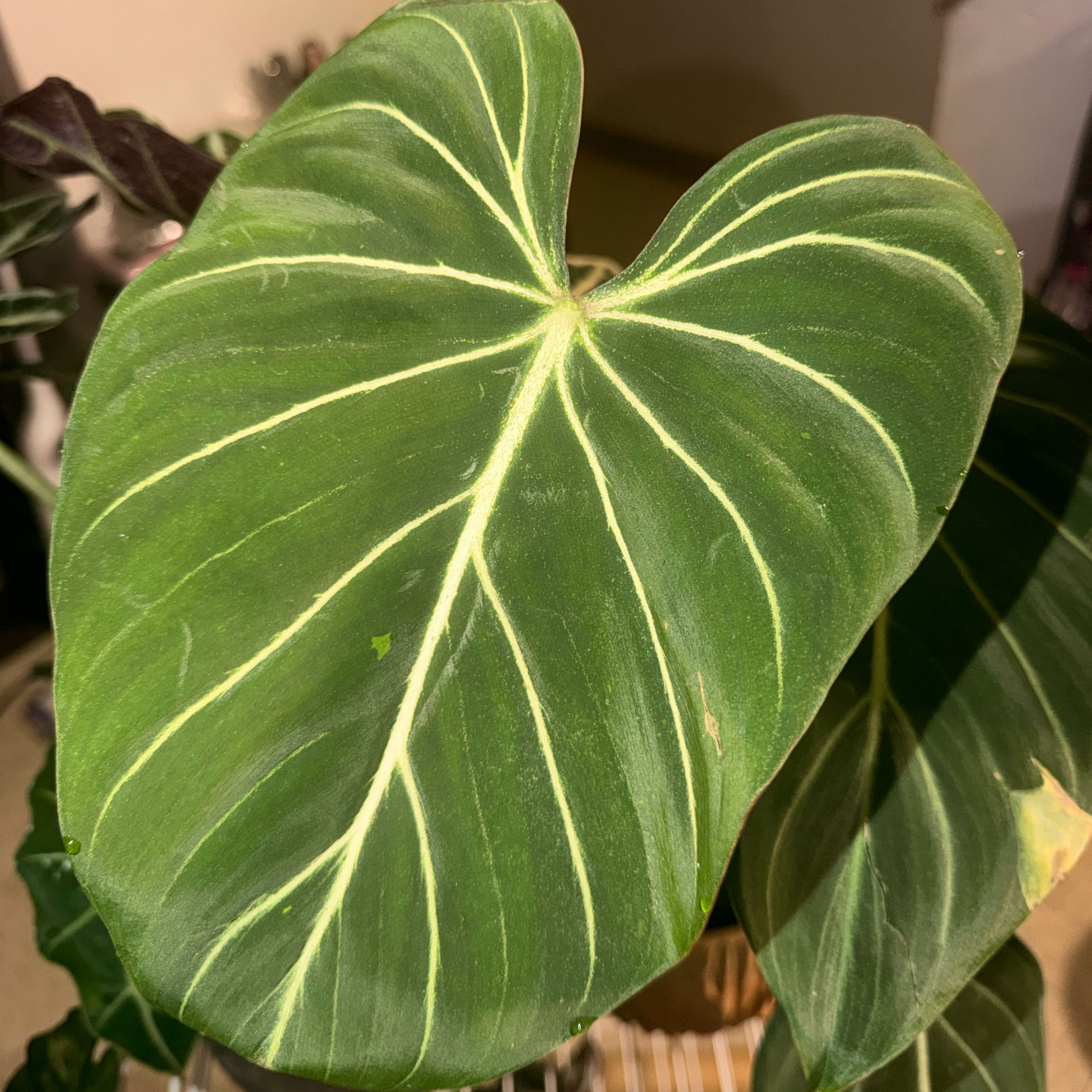 Photo of the plant species Philodendron 'Glorius' by @NewBlinks86 named Treeyoncé on Greg, the plant care app
