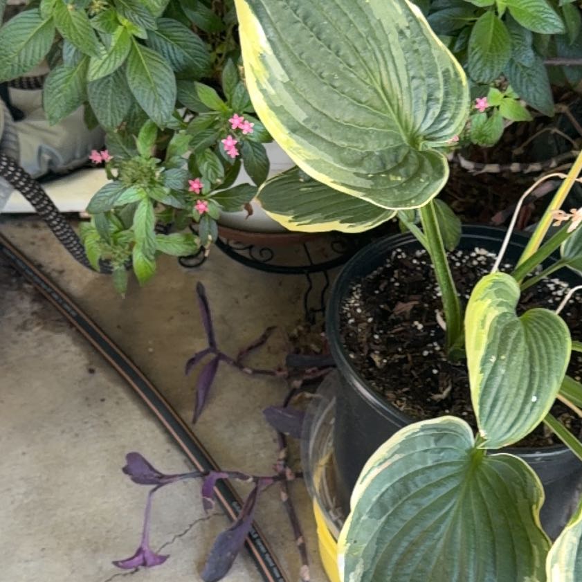 Photo of the plant species Plantain Lily by @LithesomeDaisy1 named Denali on Greg, the plant care app