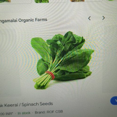Photo of the plant species Common Sorrel by @FabOregonash5 named Spinach on Greg, the plant care app