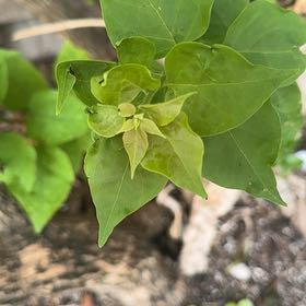 Photo of the plant species Bougainvillea by @UniqueCat48 named Kylie on Greg, the plant care app