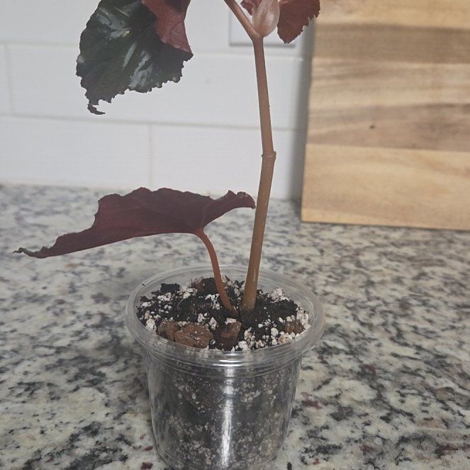 Photo of the plant species Black Magic by @JoyousPilea48 named Oscar on Greg, the plant care app