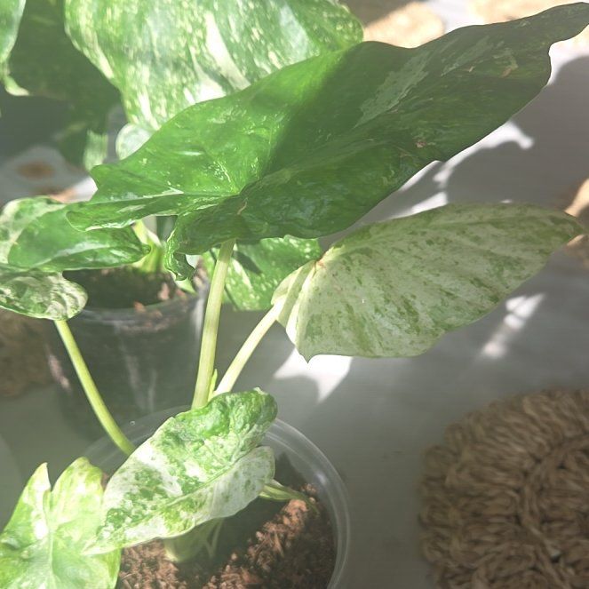 Photo of the plant species Variegated Alocasia frydek by @JoyousPilea48 named Luna on Greg, the plant care app