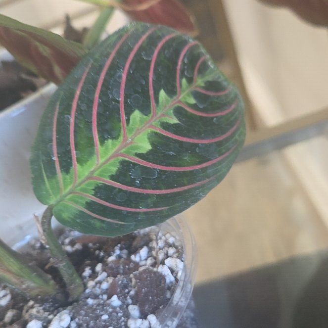 Photo of the plant species red prayer plant by @JoyousPilea48 named Finicky Freddy on Greg, the plant care app