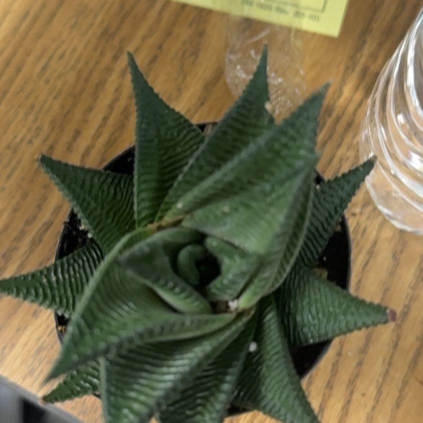 Photo of the plant species haworthia by @ProudKohleria11 named Stella on Greg, the plant care app