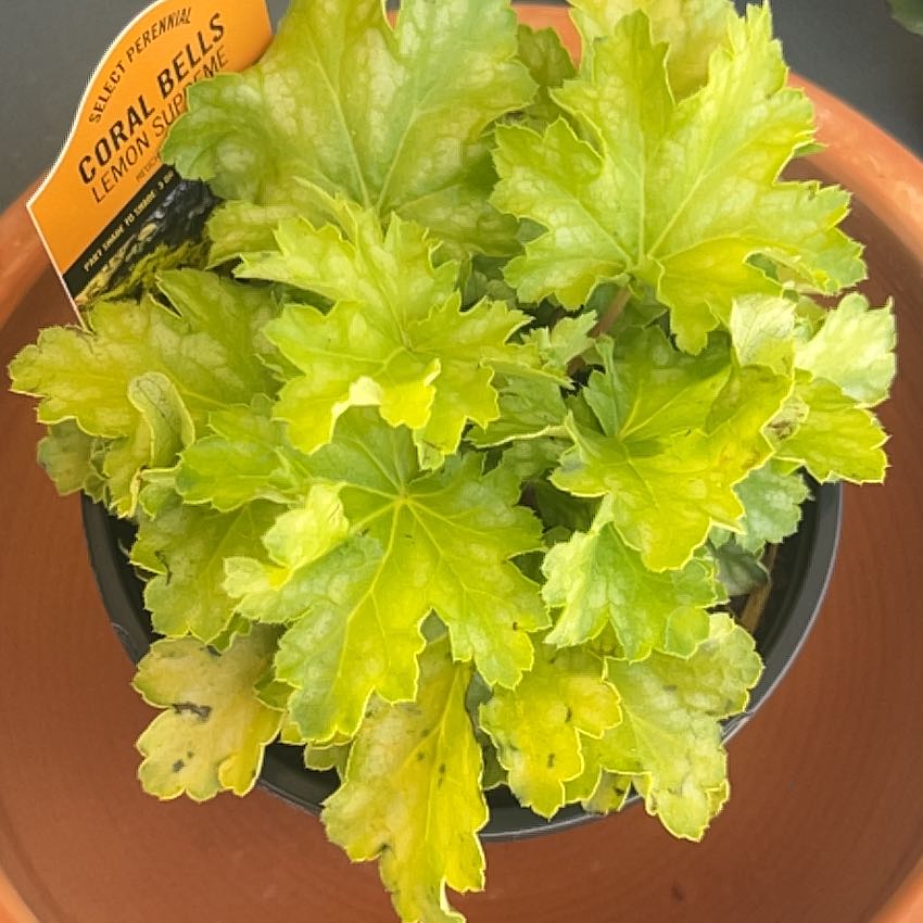 Photo of the plant species Coral Bells Lemon Supreme by @KCD88 named Mollie on Greg, the plant care app