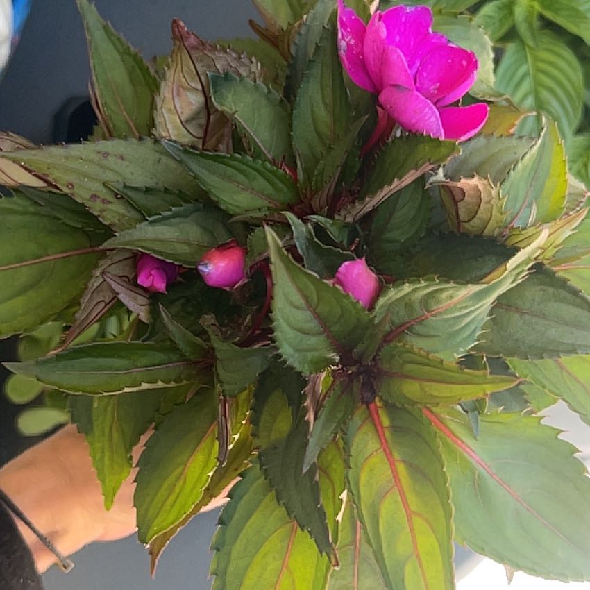 Photo of the plant species Impatiens by @KCD88 named Lola on Greg, the plant care app