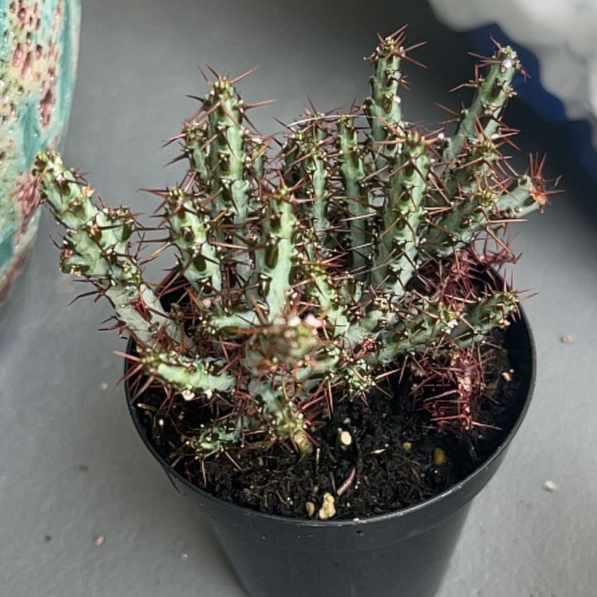 Photo of the plant species Miniature Saguaro by @KCD88 named Bruce Lee on Greg, the plant care app