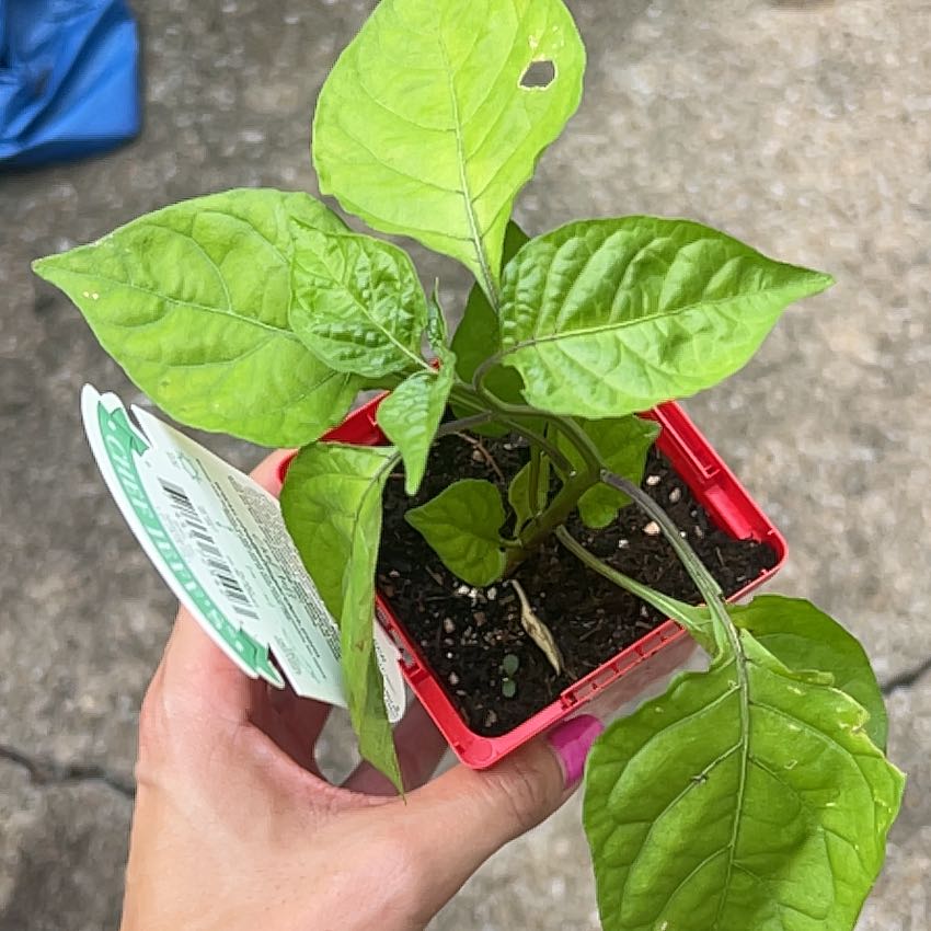 Photo of the plant species Carolina Reaper by @KCD88 named Sanders on Greg, the plant care app