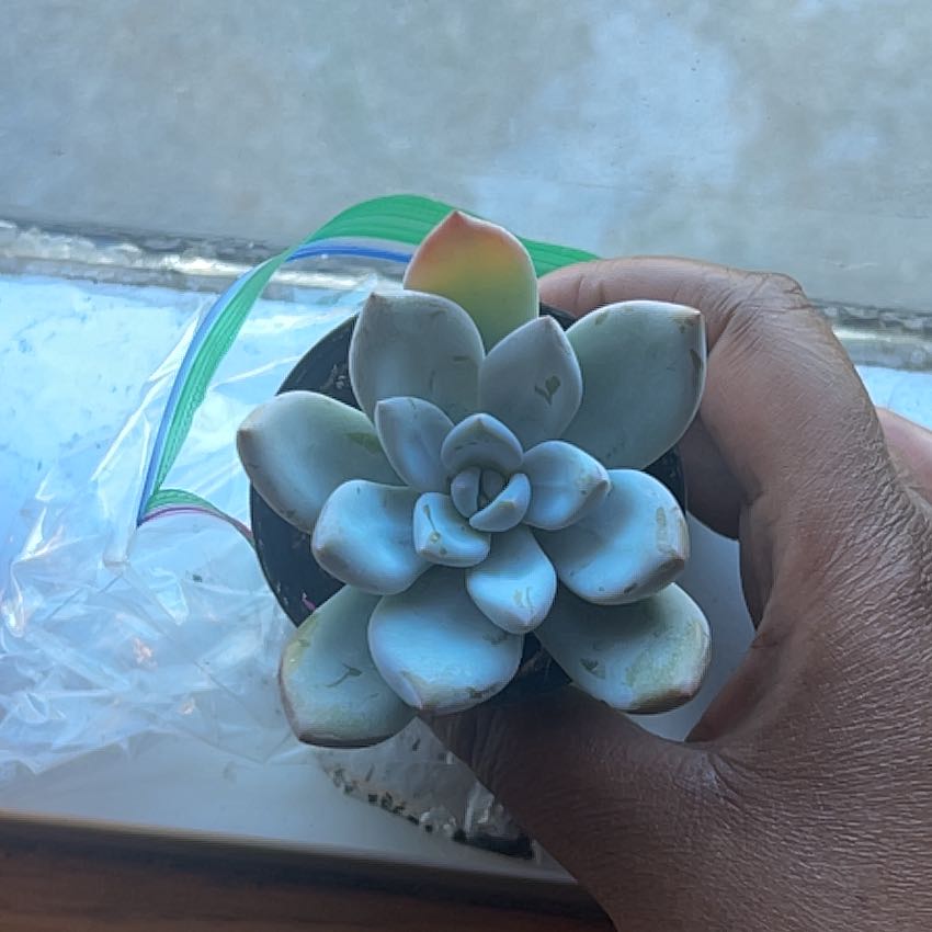 Photo of the plant species Pachyveria 'Powder Puff' by @NewRimu51 named Bella on Greg, the plant care app