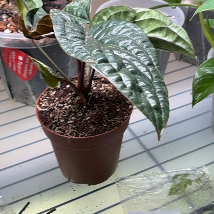 Photo of the plant species Anthurium Radicans x Luxurians by @ElegantOricad80 named Delilah on Greg, the plant care app