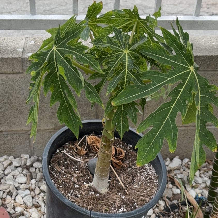 Photo of the plant species Papaya by @MeekAntplant4 named Michelle Branch on Greg, the plant care app