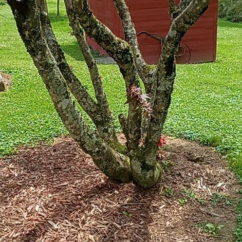 Photo of the plant species Japanese Maple by @FreeMaitake68 named Queen on Greg, the plant care app