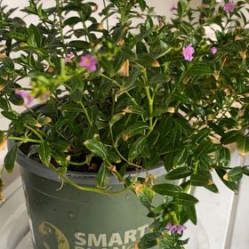 Photo of the plant species Hawaiian Heather by @SpunkyAnthemis named James Dean on Greg, the plant care app