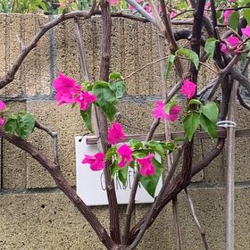 Photo of the plant species Lesser Bougainvillea by @SpunkyAnthemis named Tolkien on Greg, the plant care app
