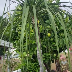 Photo of the plant species Cocoanut by @SpunkyAnthemis named Daphne on Greg, the plant care app