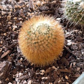 Photo of the plant species Mammillaria densispina by @GracedMaylily43 named Athena on Greg, the plant care app