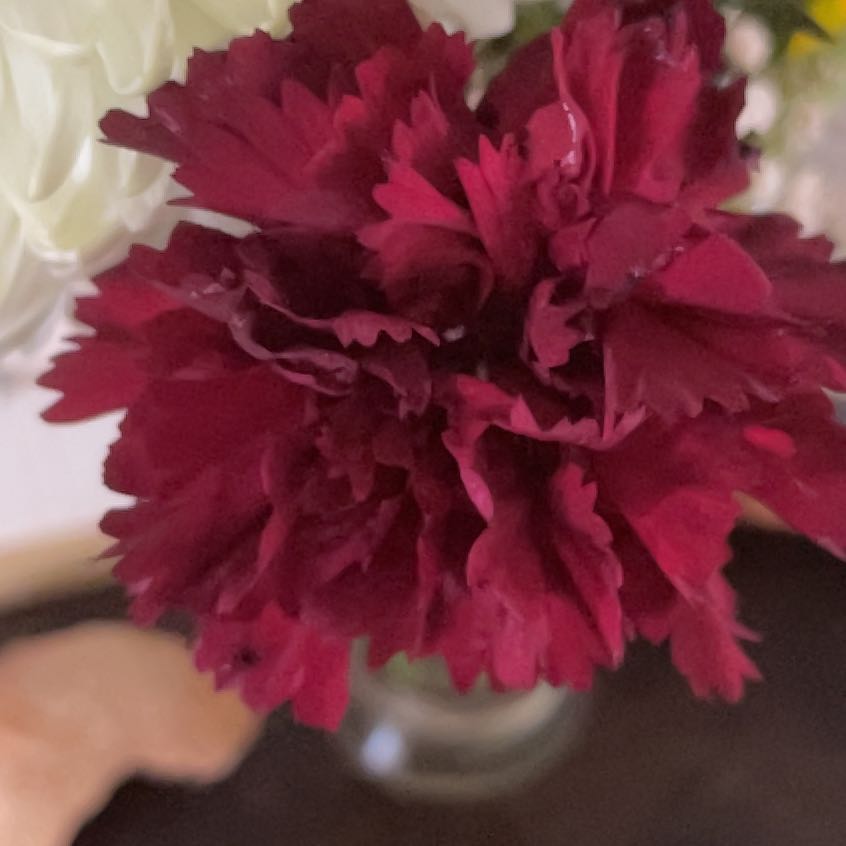 Photo of the plant species Dianthus Caryophyllus by @AceLipandra87 named Captain Plant-it on Greg, the plant care app