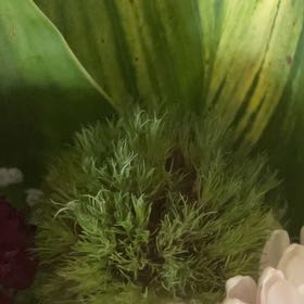 Photo of the plant species Broom Forkmoss by @AceLipandra87 named Treeyoncé on Greg, the plant care app