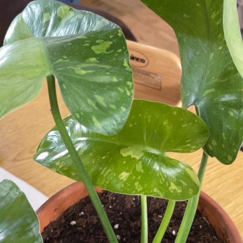Philodendron 'Jose Buono' with variegated green leaves in a pot with visible soil.