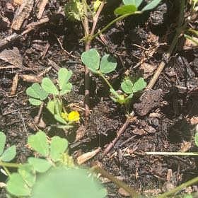 Photo of the plant species Black Medick by @PrizedRedwood13 named Navajo on Greg, the plant care app