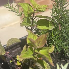 Photo of the plant species Pineapple Sage by @PrizedRedwood13 named Beckham on Greg, the plant care app