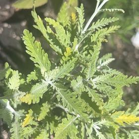 Photo of the plant species Russian Sage by @PrizedRedwood13 named Staci on Greg, the plant care app