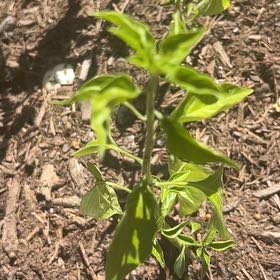 Photo of the plant species Serrano Pepper by @PrizedRedwood13 named Leaf Erickson on Greg, the plant care app