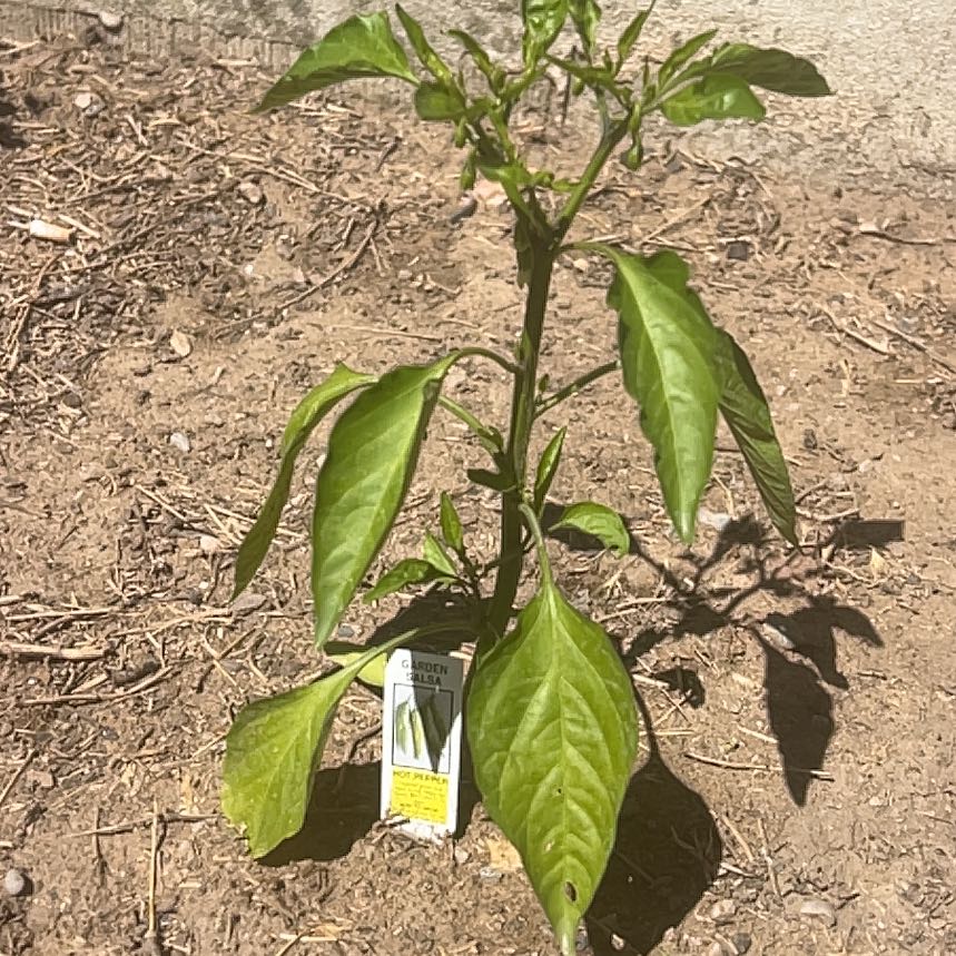 Photo of the plant species Garden Salsa Pepper by @PrizedRedwood13 named Rosa on Greg, the plant care app