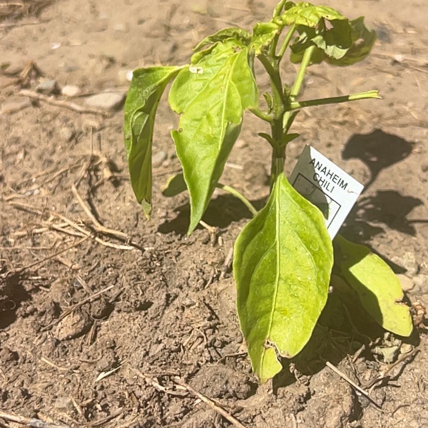 Photo of the plant species Anaheim Pepper by @PrizedRedwood13 named Zion on Greg, the plant care app