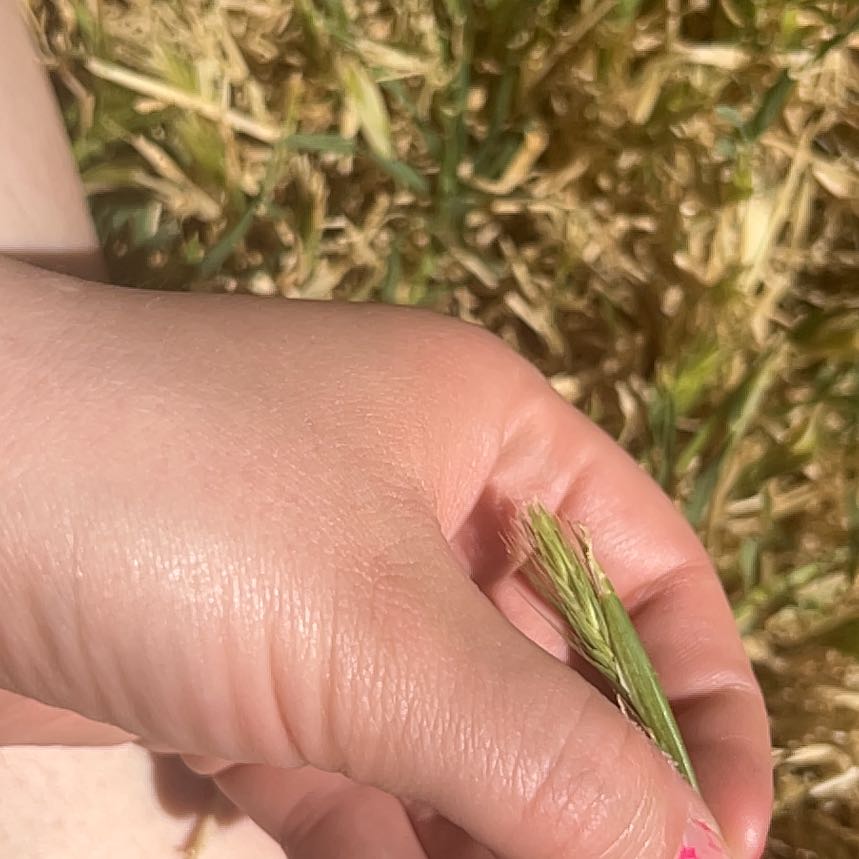 Photo of the plant species Ryegrass by @PrizedRedwood13 named Achilles on Greg, the plant care app