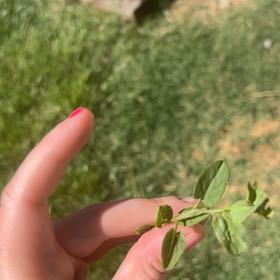 Photo of the plant species Common St. John's Wort by @PrizedRedwood13 named Plato on Greg, the plant care app