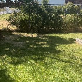 Photo of the plant species Feathertop by @PrizedRedwood13 named Miley on Greg, the plant care app