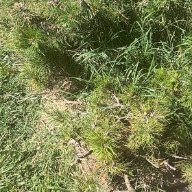 Photo of the plant species Swiss Mountain Pine by @PrizedRedwood13 named Keanu Leaves on Greg, the plant care app