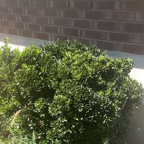 Photo of the plant species Tuckeroo by @PrizedRedwood13 named Sproutacus on Greg, the plant care app
