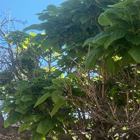 Photo of the plant species Catalpa by @PrizedRedwood13 named Prince on Greg, the plant care app