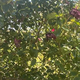Photo of the plant species Alpine Rose by @PrizedRedwood13 named Diana on Greg, the plant care app