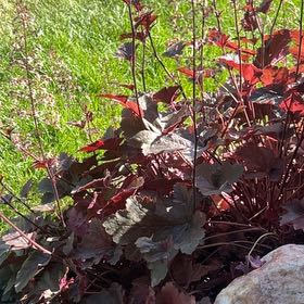 Photo of the plant species Coral Bells by @PrizedRedwood13 named Winston on Greg, the plant care app