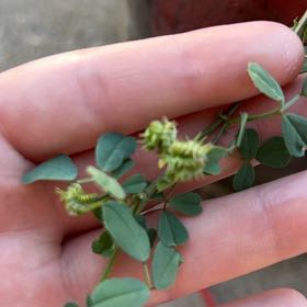 Photo of the plant species Bokhara Clover by @PrizedRedwood13 named Cleopatra on Greg, the plant care app