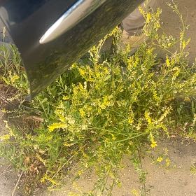 Photo of the plant species Sweetclover by @PrizedRedwood13 named Shakira on Greg, the plant care app