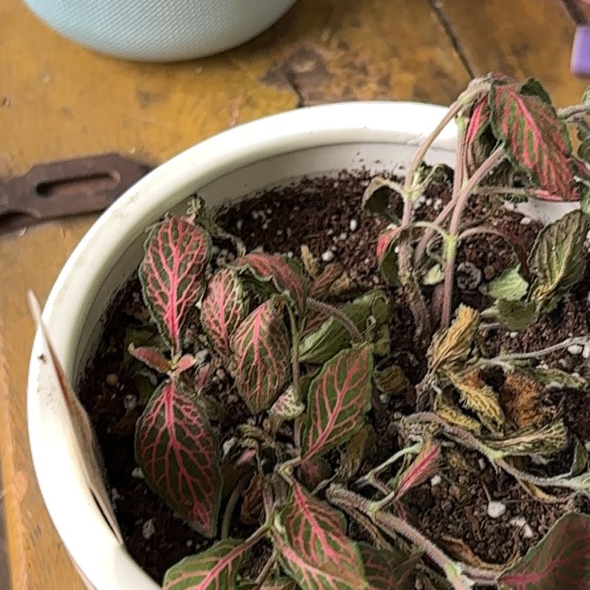 Photo of the plant species 'Ruby Red' Nerve Plant by @FavoredLichen20 named Winston on Greg, the plant care app