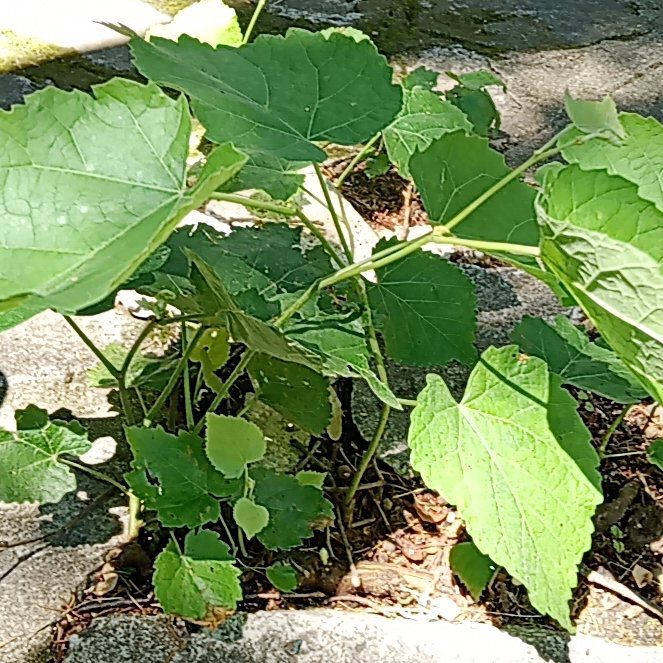 Photo of the plant species Empress Tree by @CalmSilkvine26 named Kendall on Greg, the plant care app