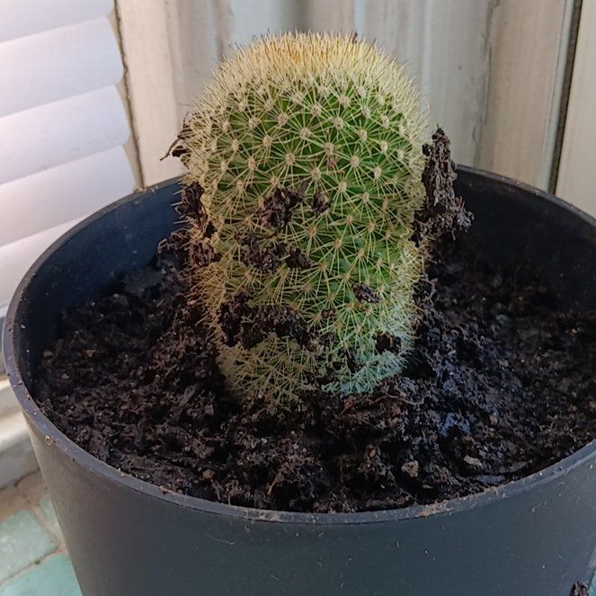 Photo of the plant species Mammillaria densispina by @EuphoricPurei4 named Plato on Greg, the plant care app