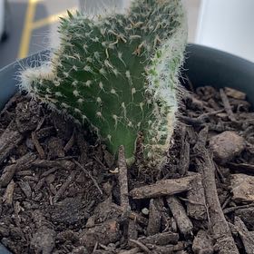 Photo of the plant species Snow Ridge by @IdolKale7 named Tolkien on Greg, the plant care app