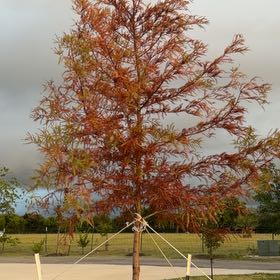 Photo of the plant species Silky Oak by @SavvyTanekaha60 named Willow on Greg, the plant care app
