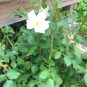 Photo of the plant species Knock Out Roses by @TopElkweed39 named Sanders on Greg, the plant care app