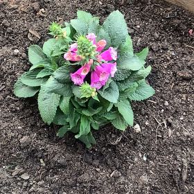 Photo of the plant species Purple Foxglove by @TopElkweed39 named Huckleberry Fern on Greg, the plant care app